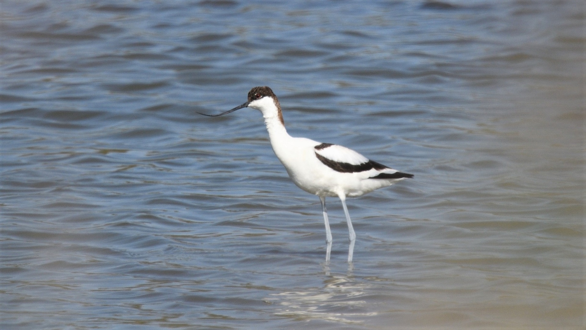 Pied Avocet